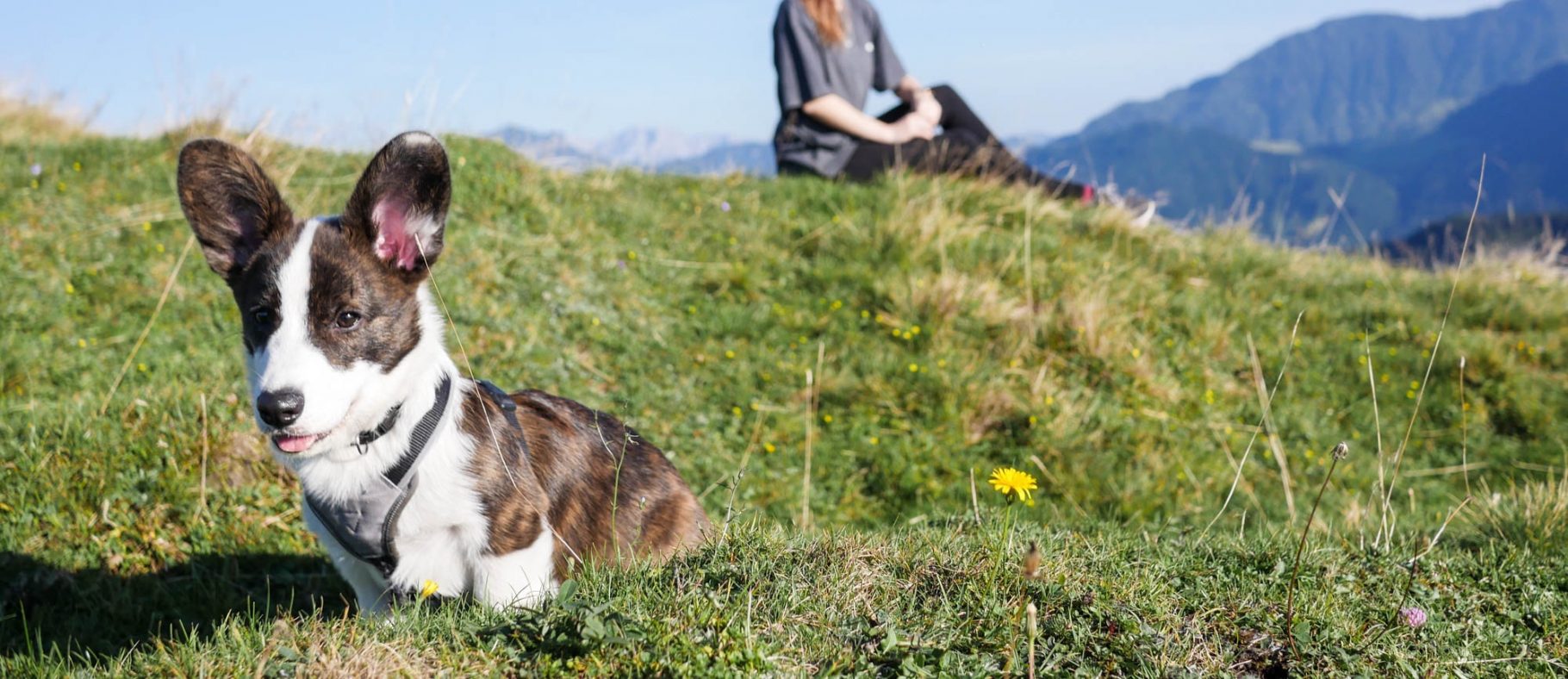 Ich habe eine Überraschung für euch<br>Sagt hallo zu Momo!