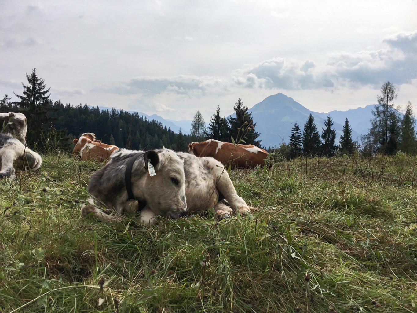 alpen-herbsturlaub-kaiserwinkl-tirol-tirol-im-herbst-wanderlust-wanderurlaubimg_8170